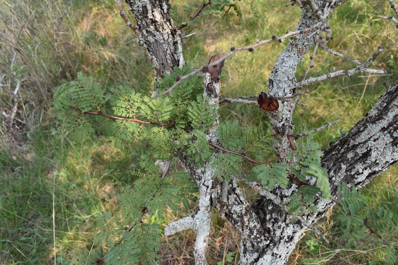 Vachellia astringens — related species from the same genus