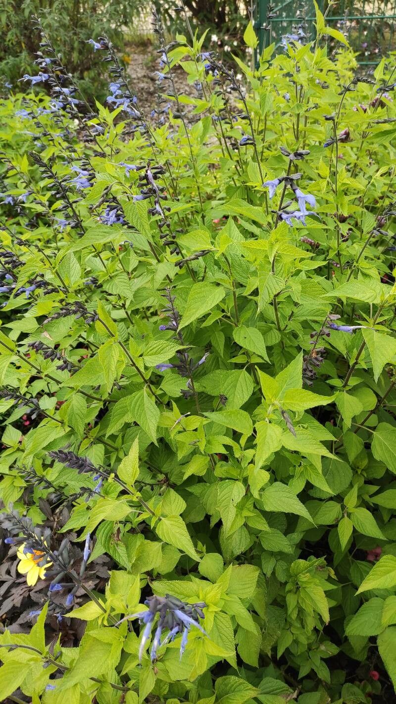 Salvia tiliifolia habit