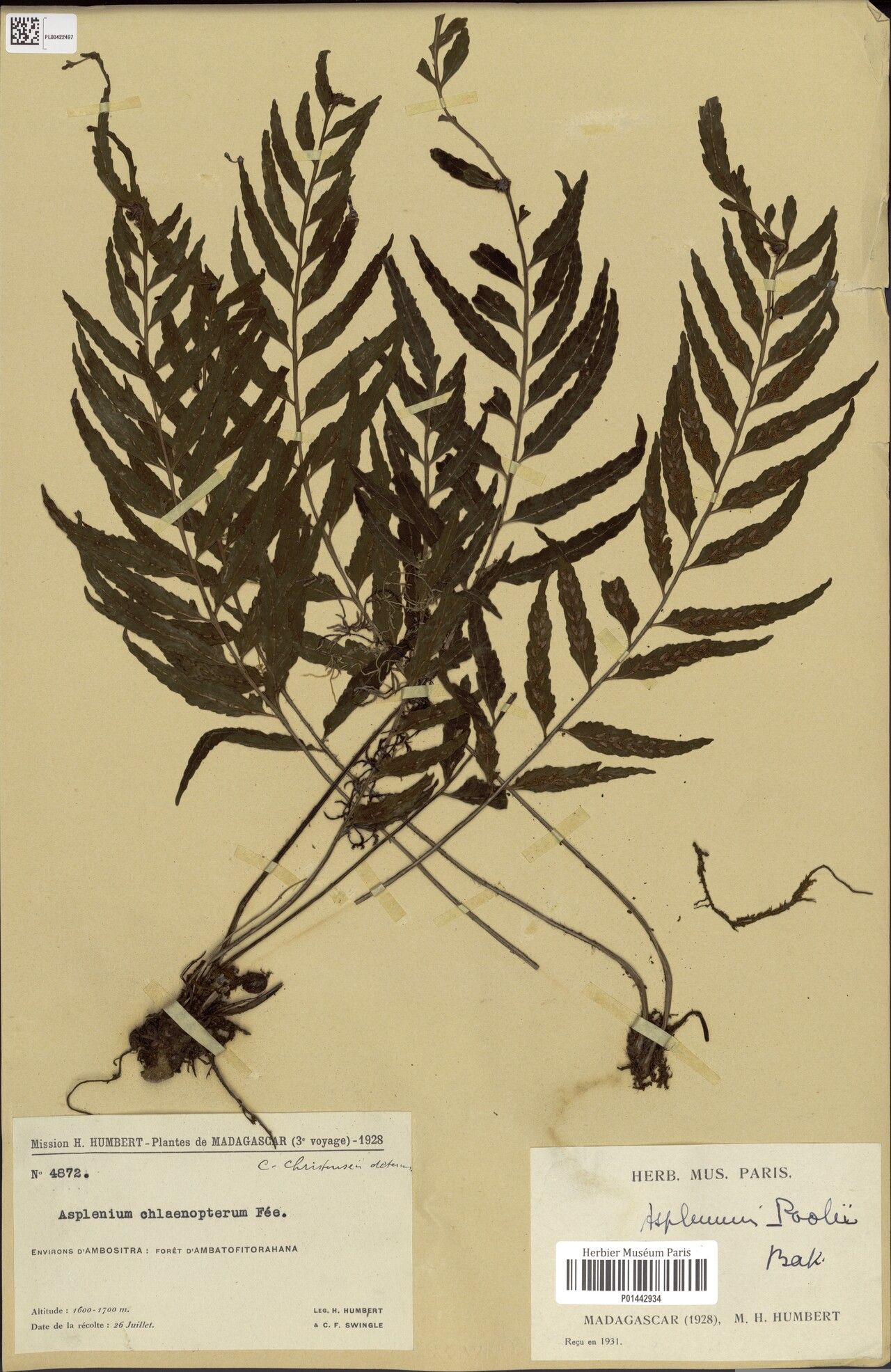 Asplenium bosseri — houseplant care guide