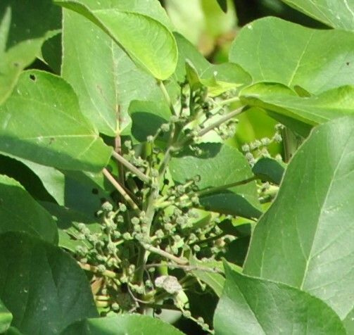 Acalypha caturus flower