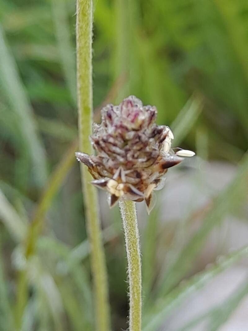 Plantago ovata fruit
