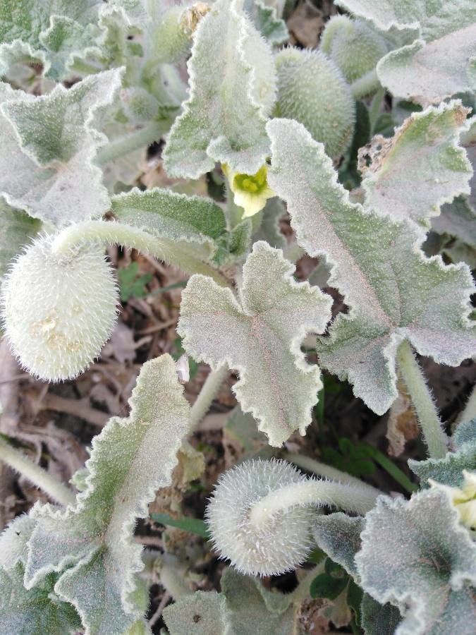 Momordica angolensis