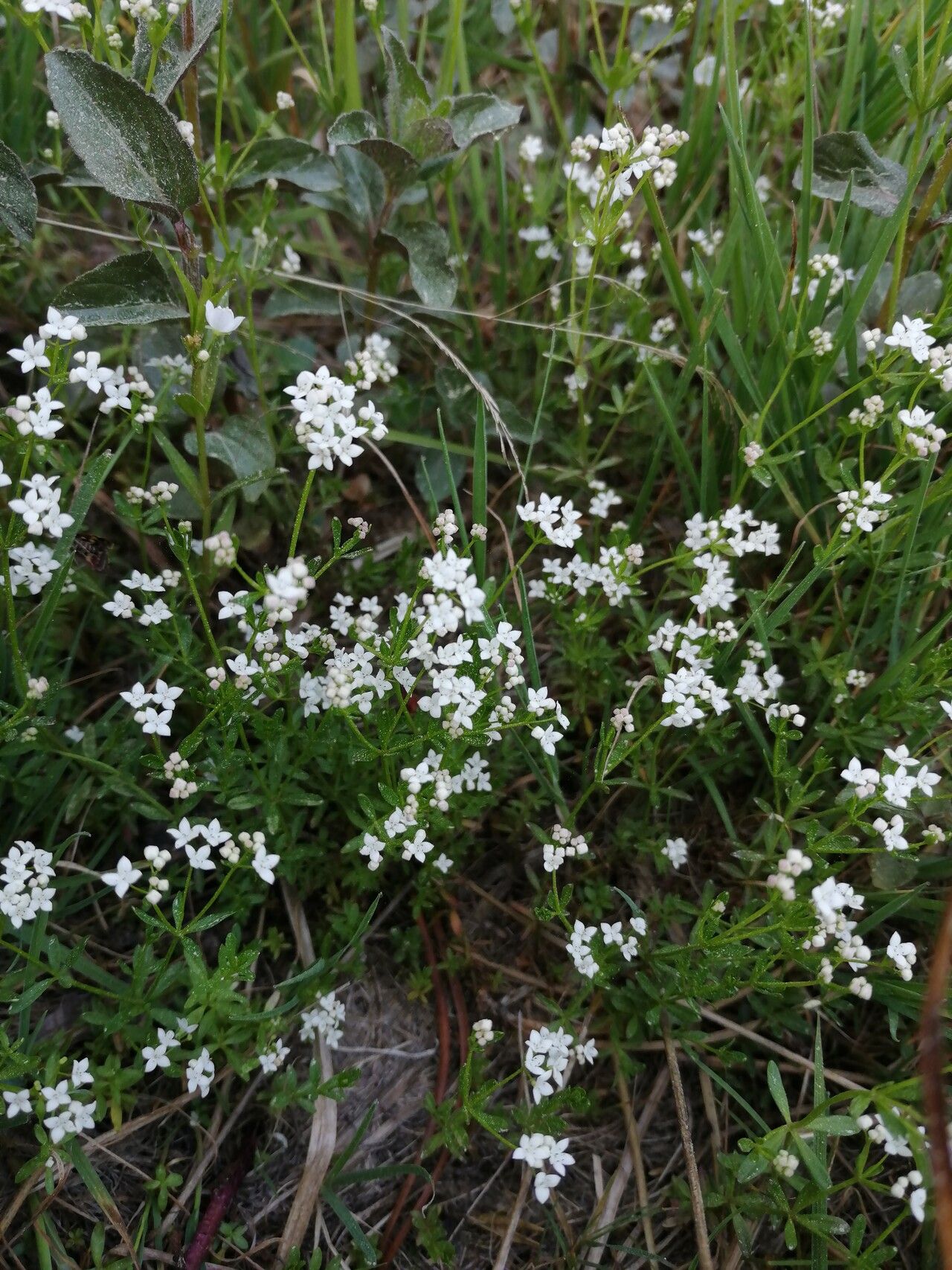 Asperula tinctoria leaf