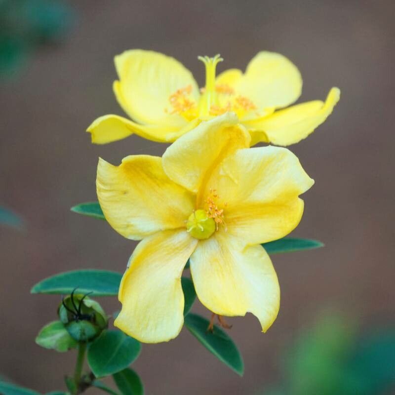 Hypericum kouytchense flower