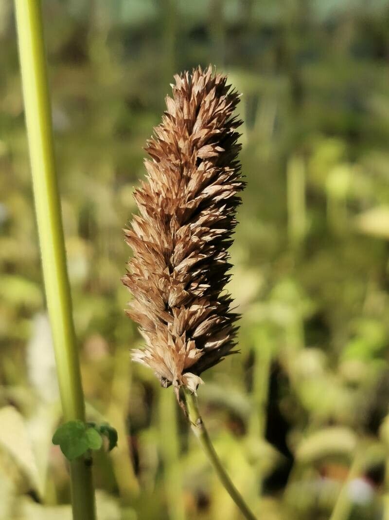 Agastache rugosa fruit
