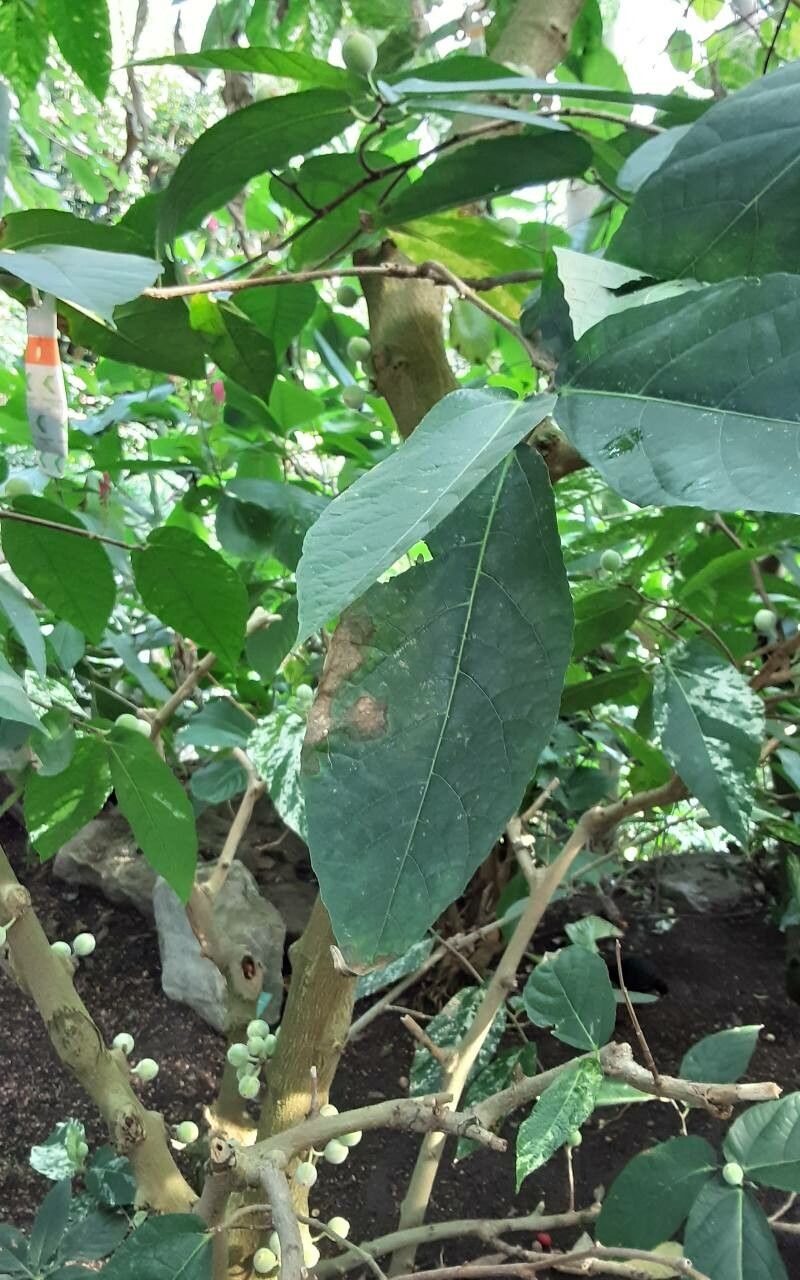 Ficus aspera leaf