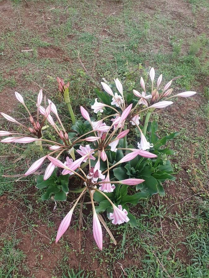 Crinum macowanii habit