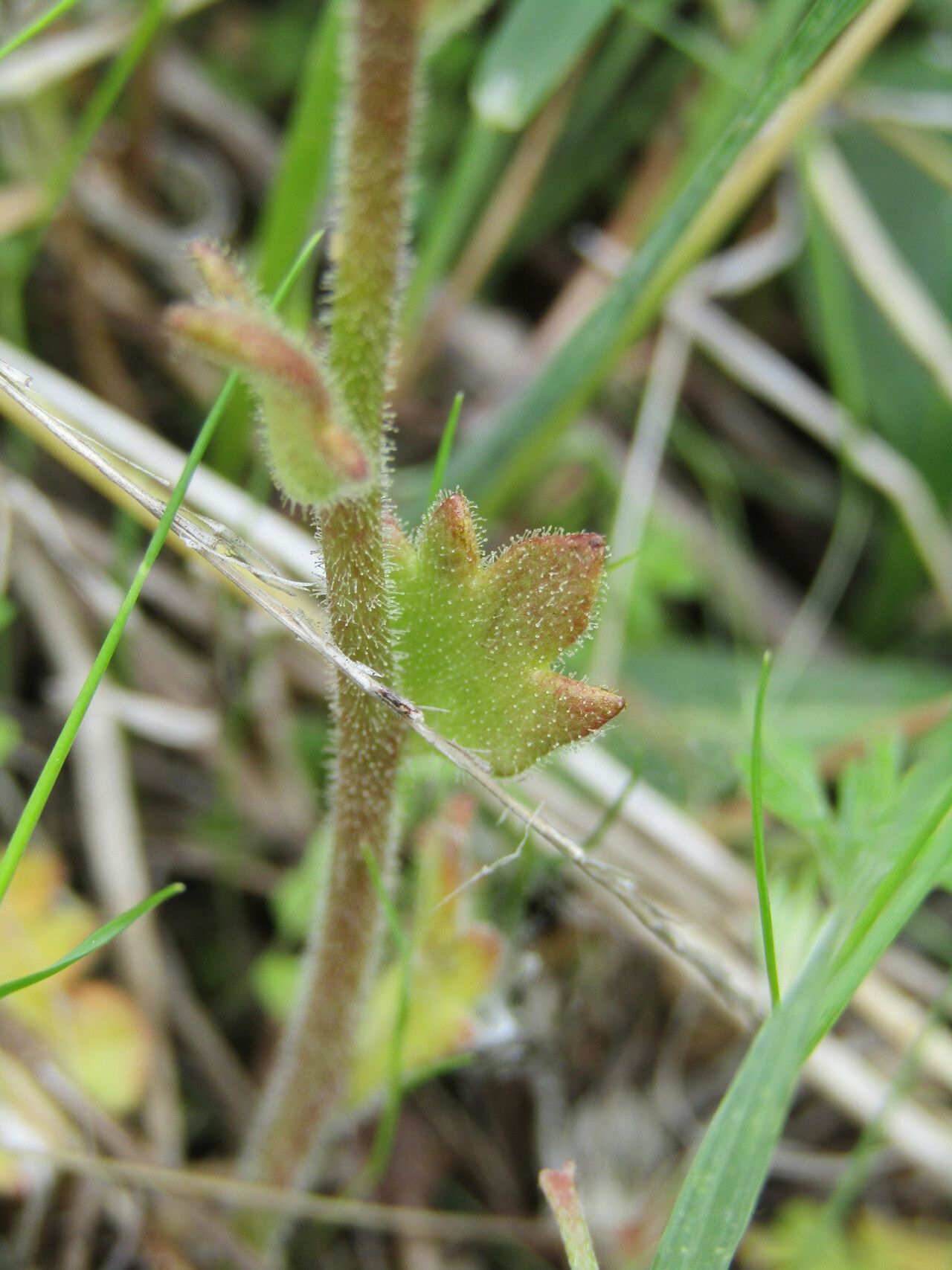 Saxifraga carpetana — search result for 'Saxifraga'