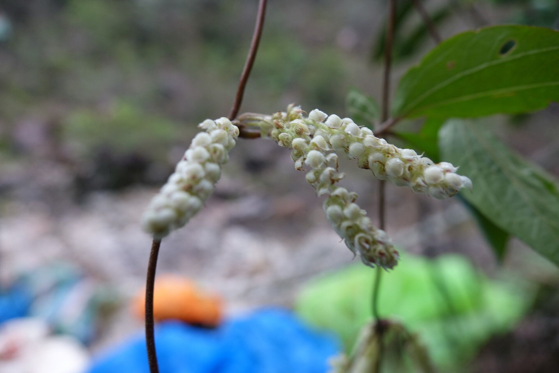 Dioscorea quartiniana flower