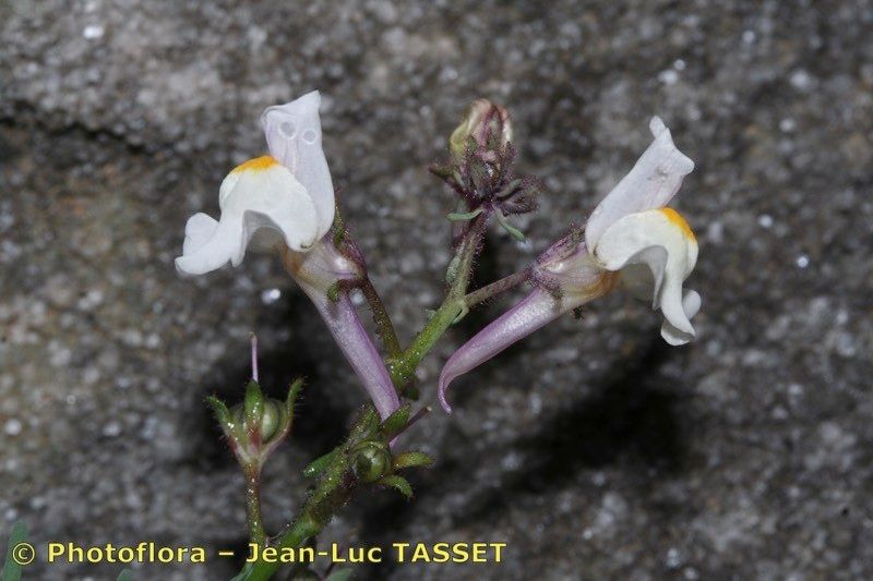 Linaria saturejoides — search result for 'Linaria'