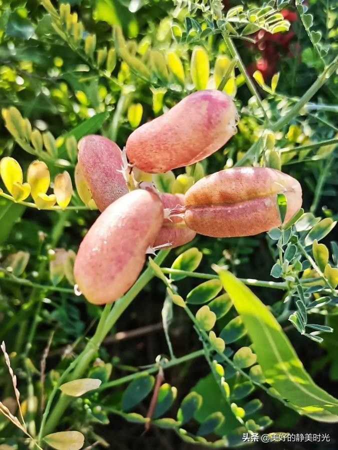 Sphaerophysa salsula flower