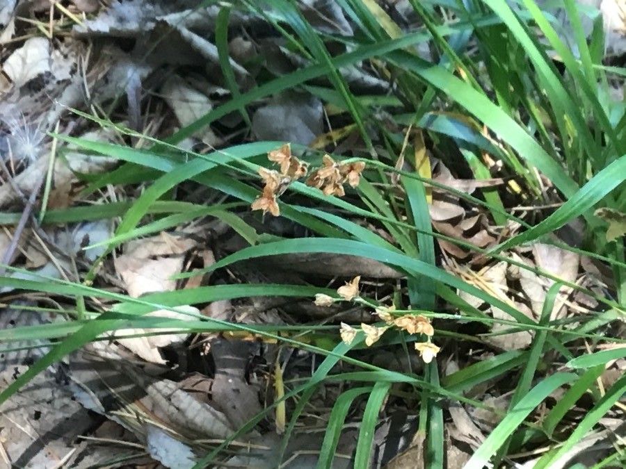 Luzula forsteri fruit