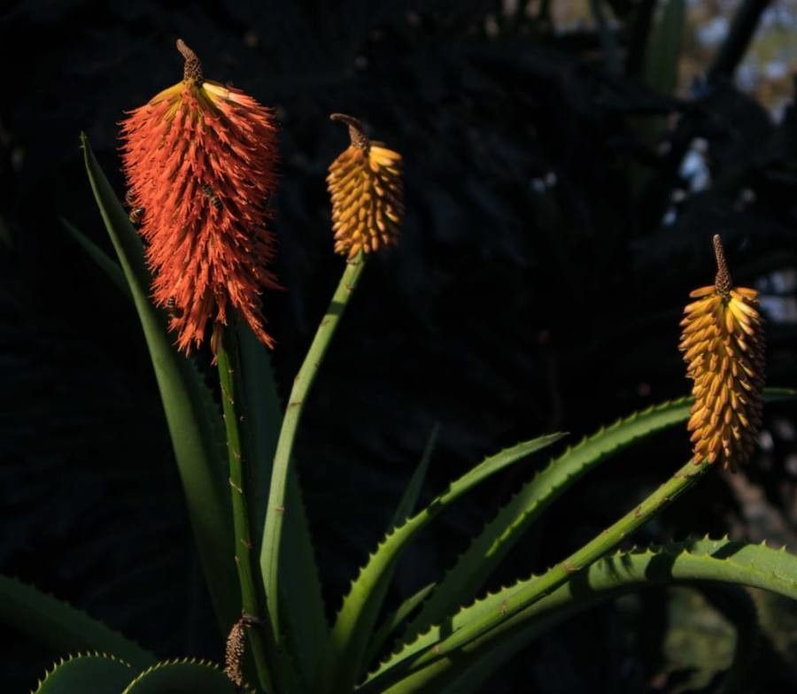 Aloe rupestris flower