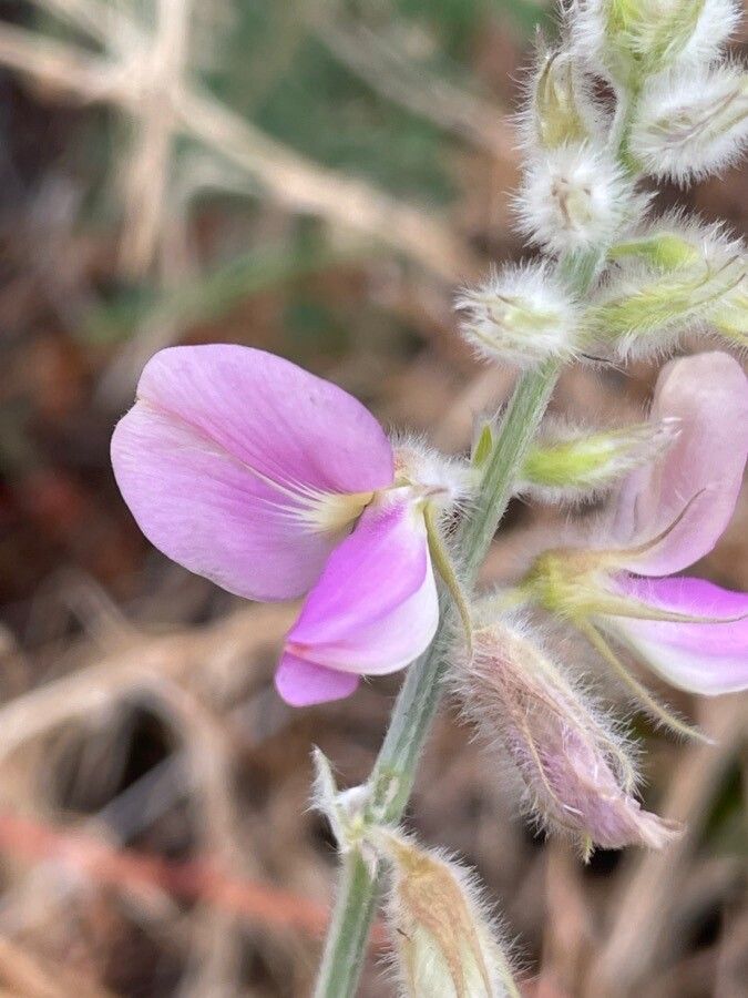Tephrosia polyphylla flower