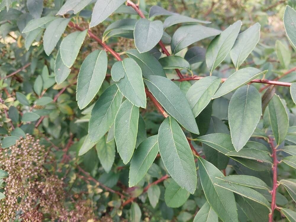 Spiraea canescens leaf
