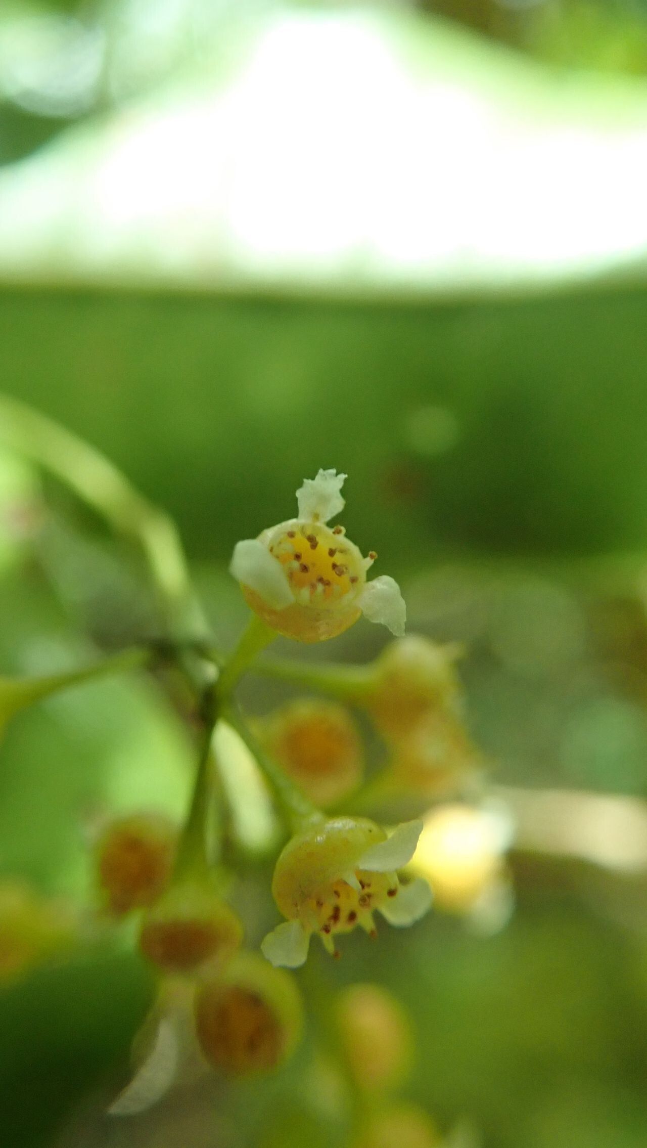 Syzygium jaffrei flower