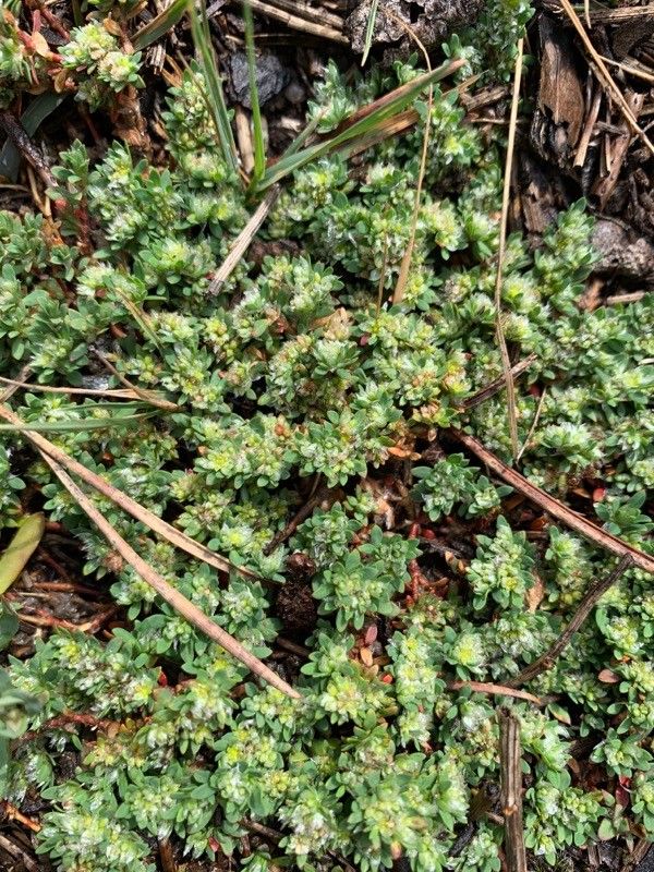 Paronychia polygonifolia leaf