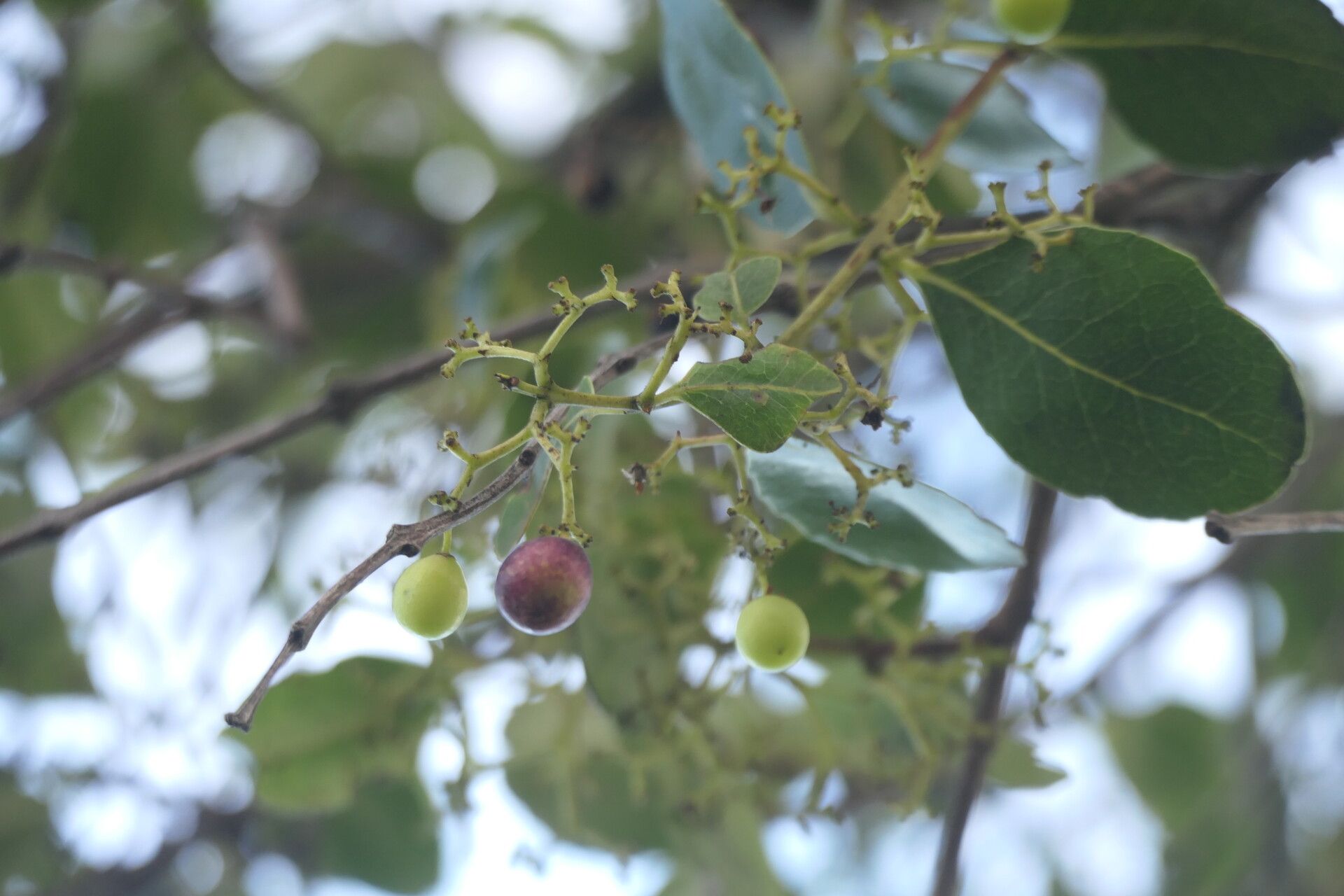Cassine peragua fruit