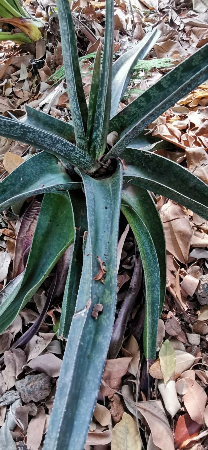 Gasteria croucheri leaf