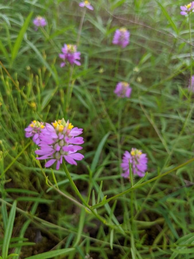 Polygala curtissii flower