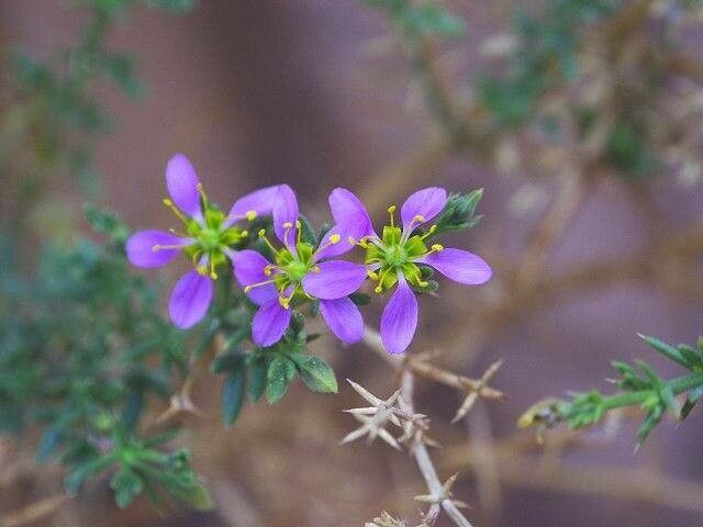 Zygophyllum laeve flower