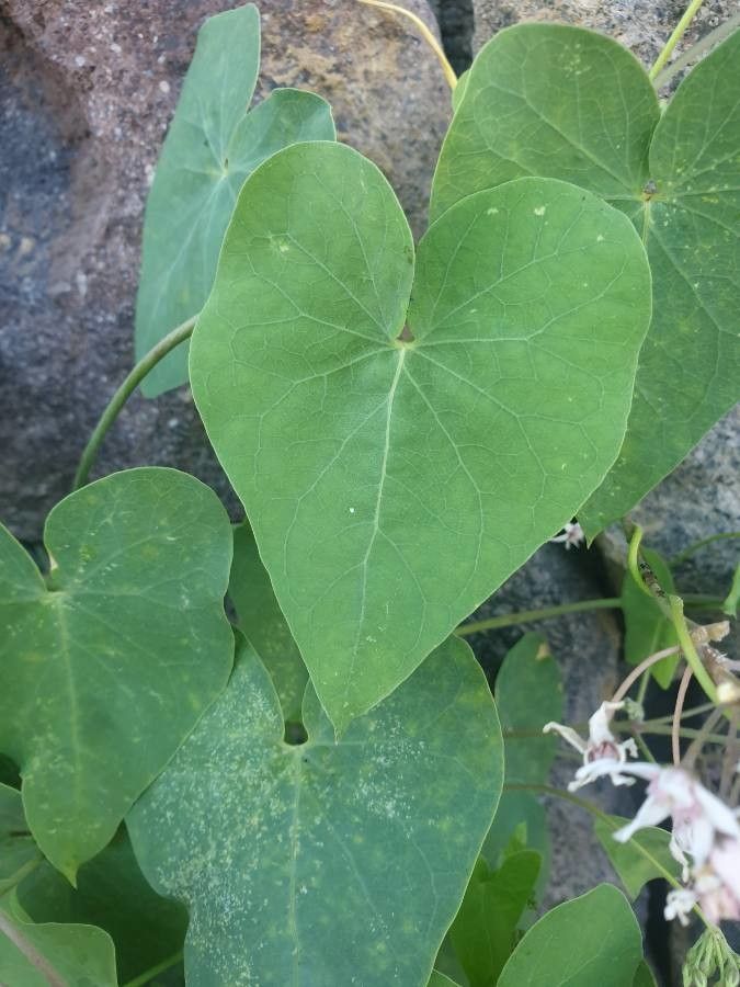 Cynanchum acutum — related species from the same genus