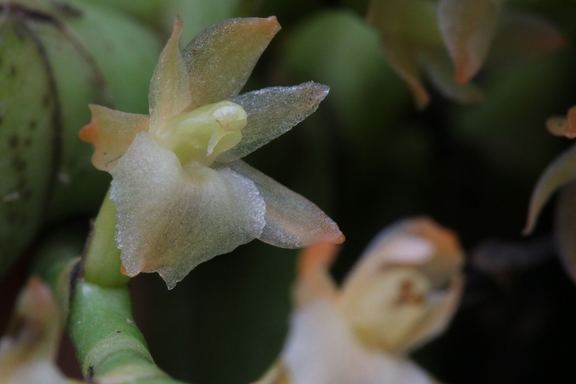 Diaphananthe divitiflora flower
