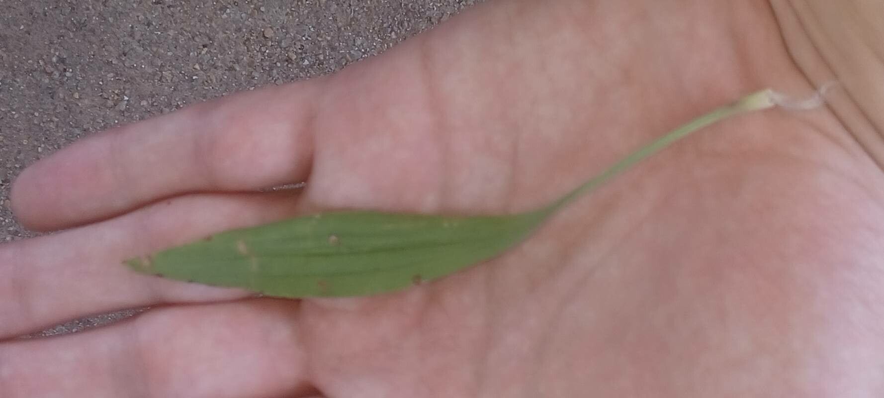 Plantago helleri — search result for 'Plantago'