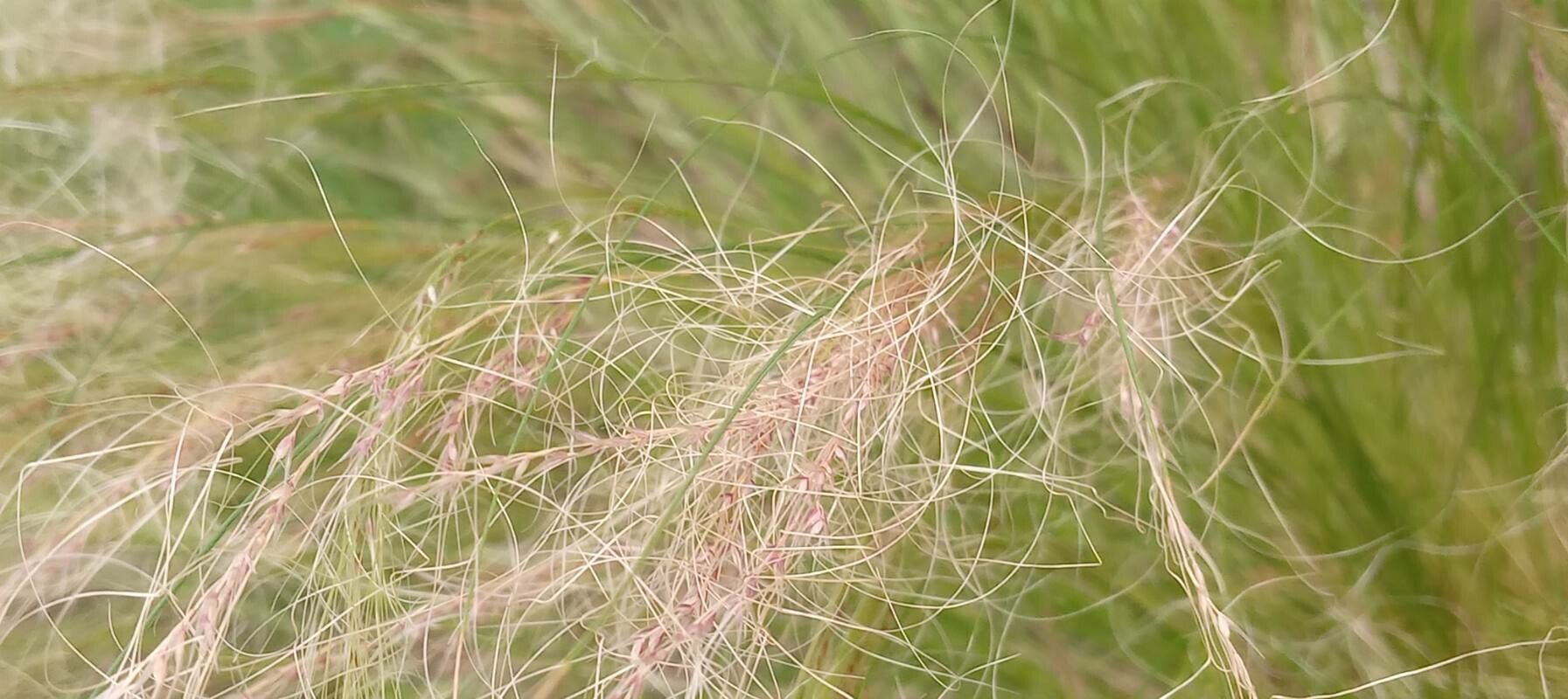Nassella tenuissima fruit