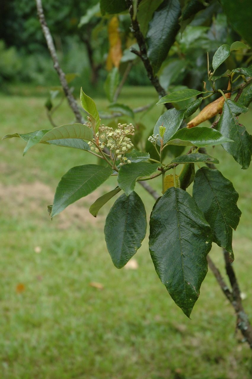 Alphitonia ponderosa leaf