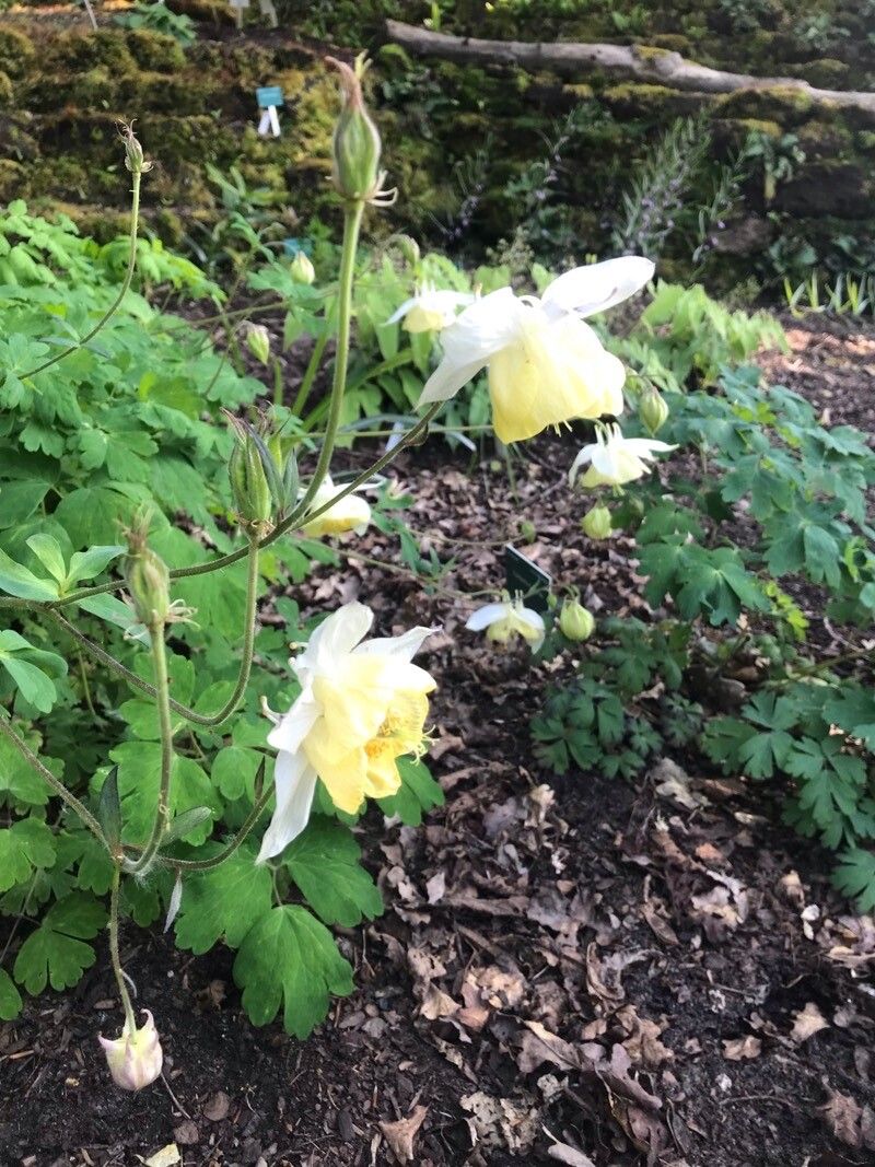 Aquilegia fragrans flower