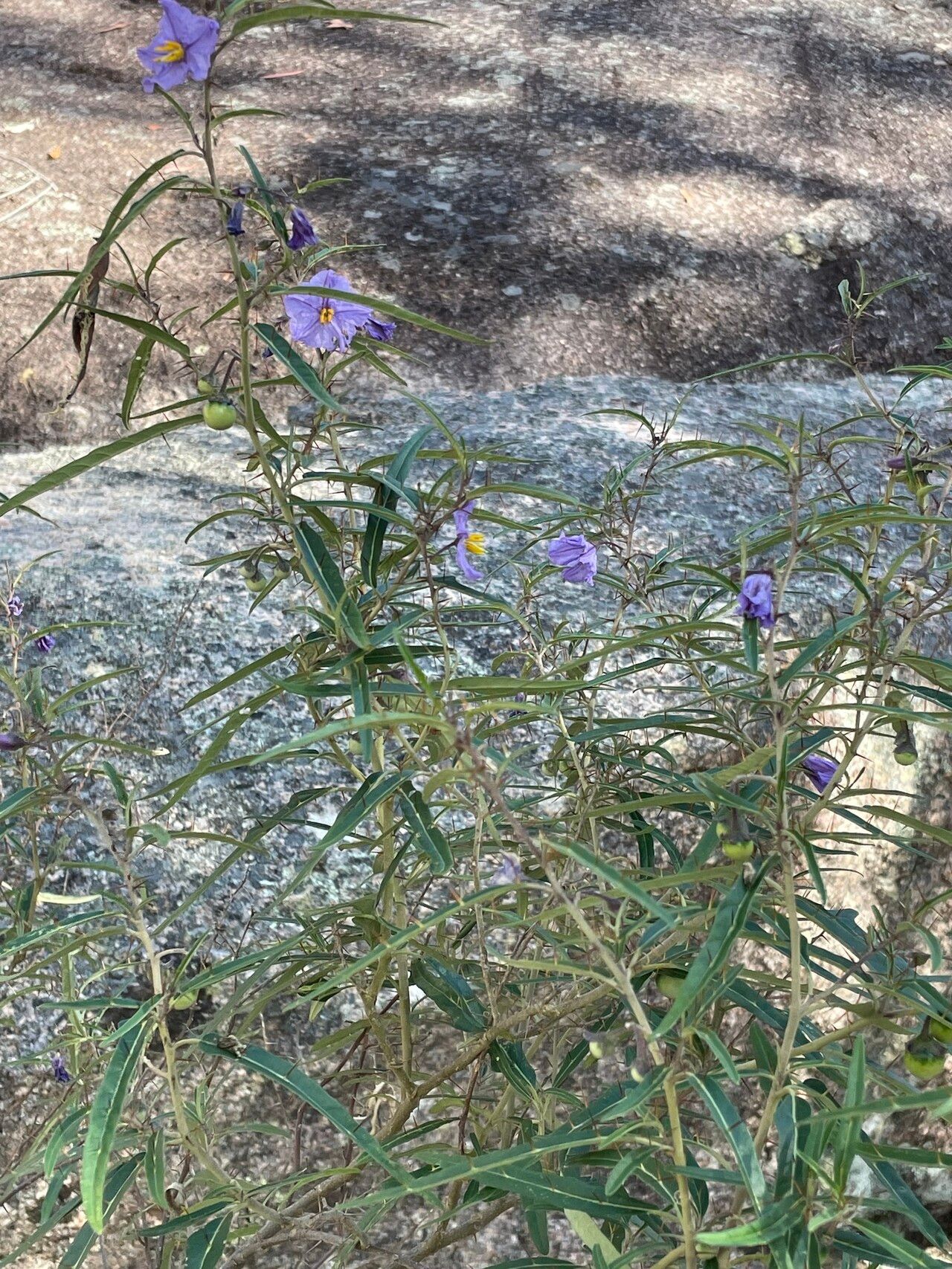 Solanum amblymerum habit