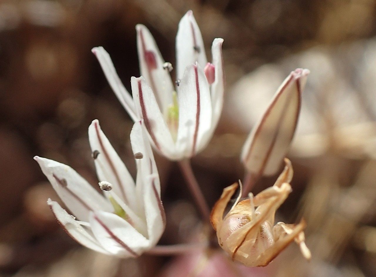 Allium moschatum flower