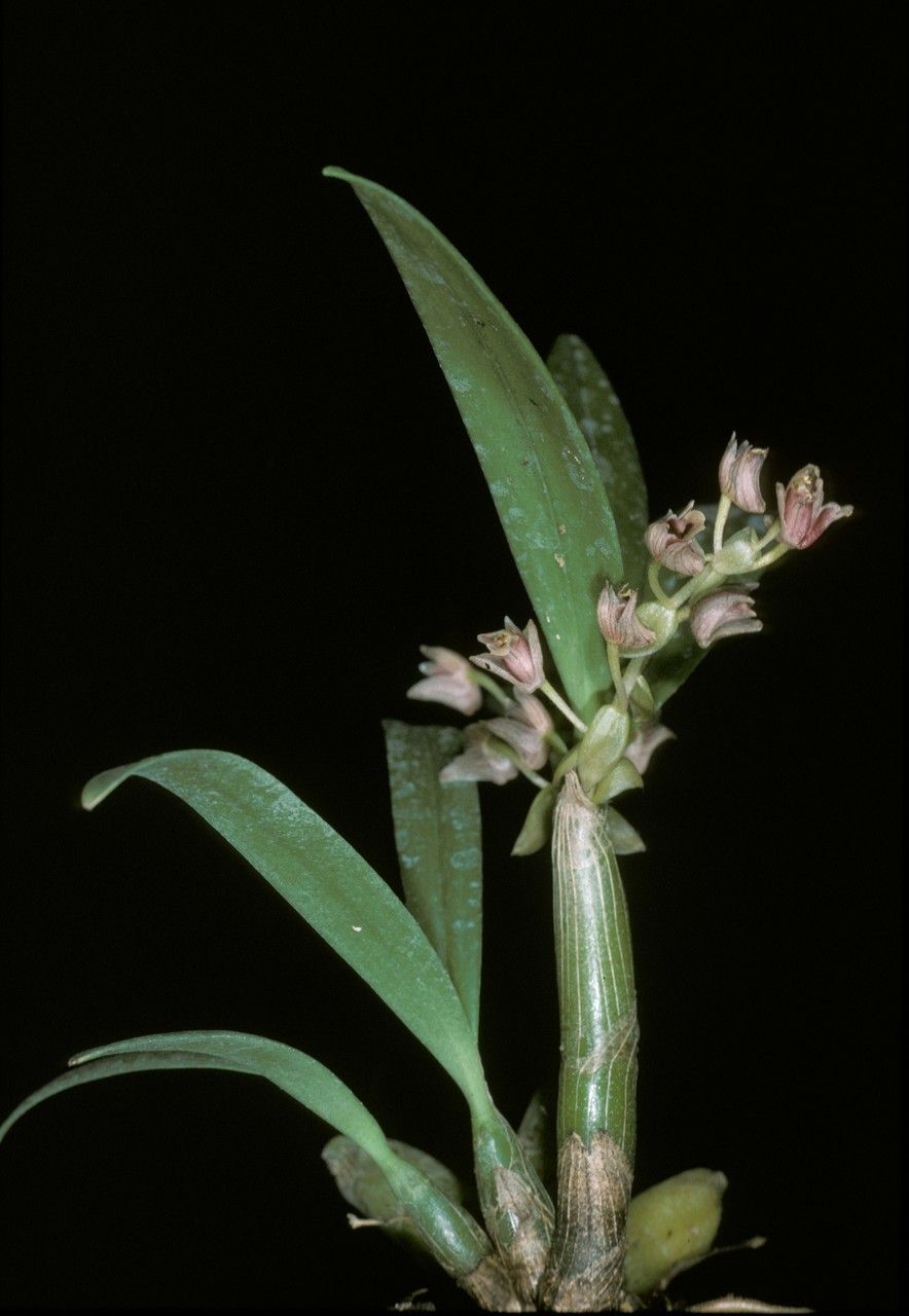 Pinalia clavata — related species from the same genus