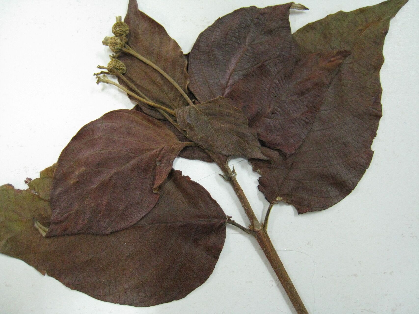 Guettarda argentea other