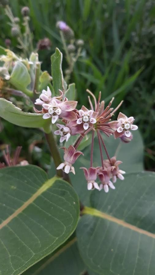 Asclepias hallii flower