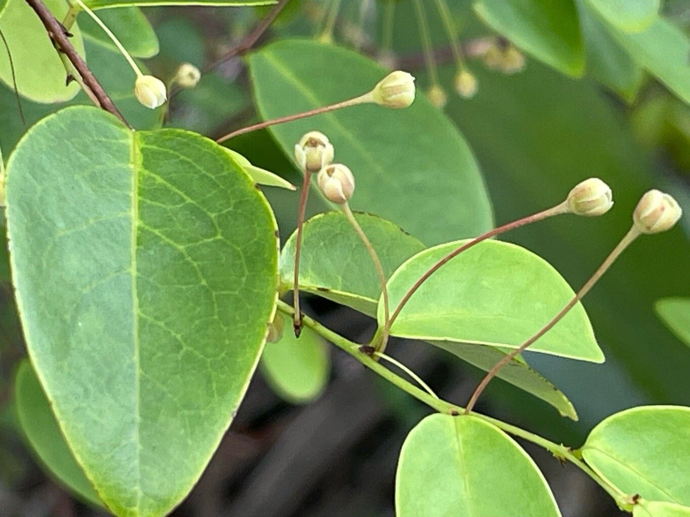 Phyllanthus nutans flower