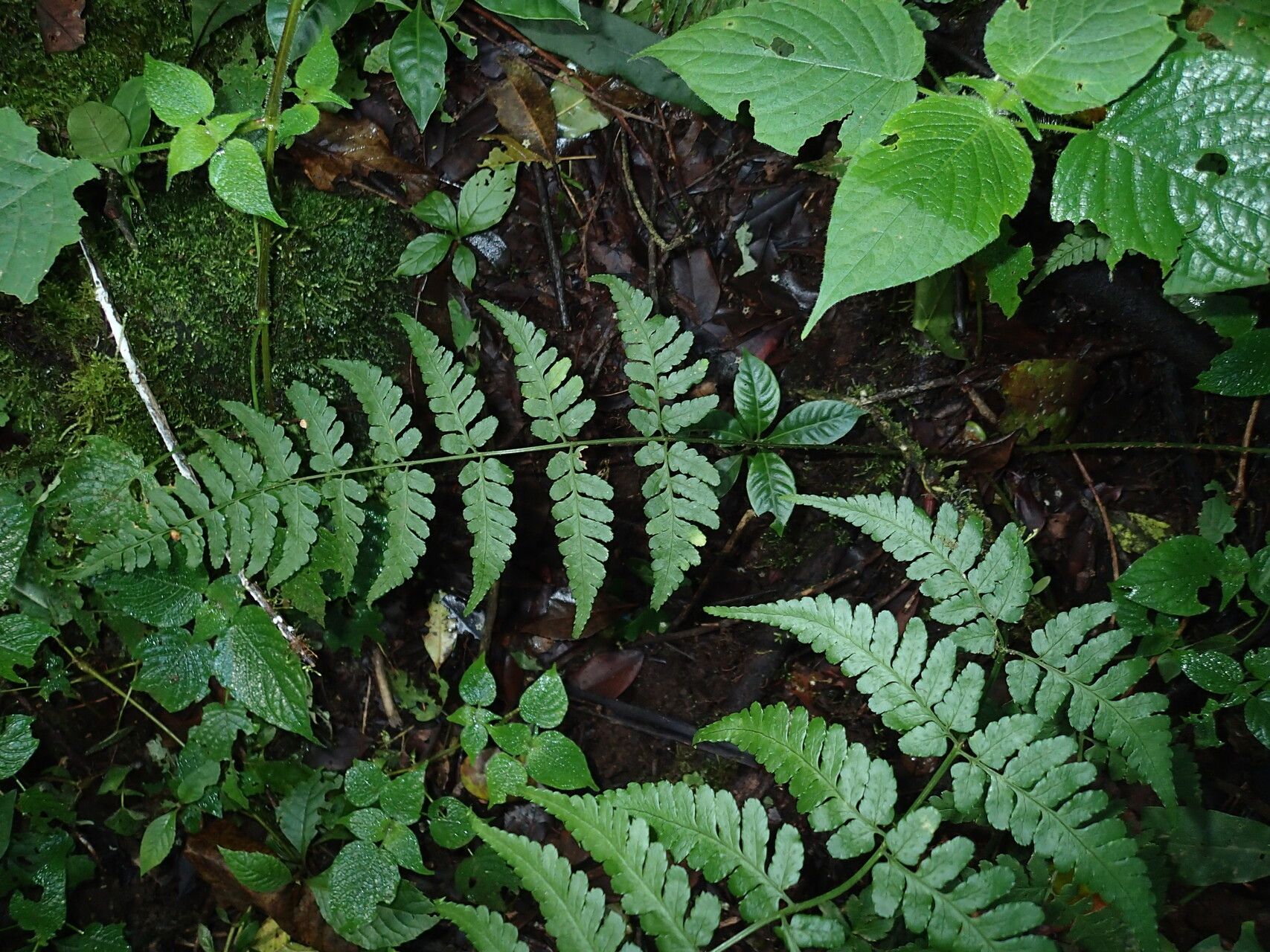 Dryopteris manniana leaf