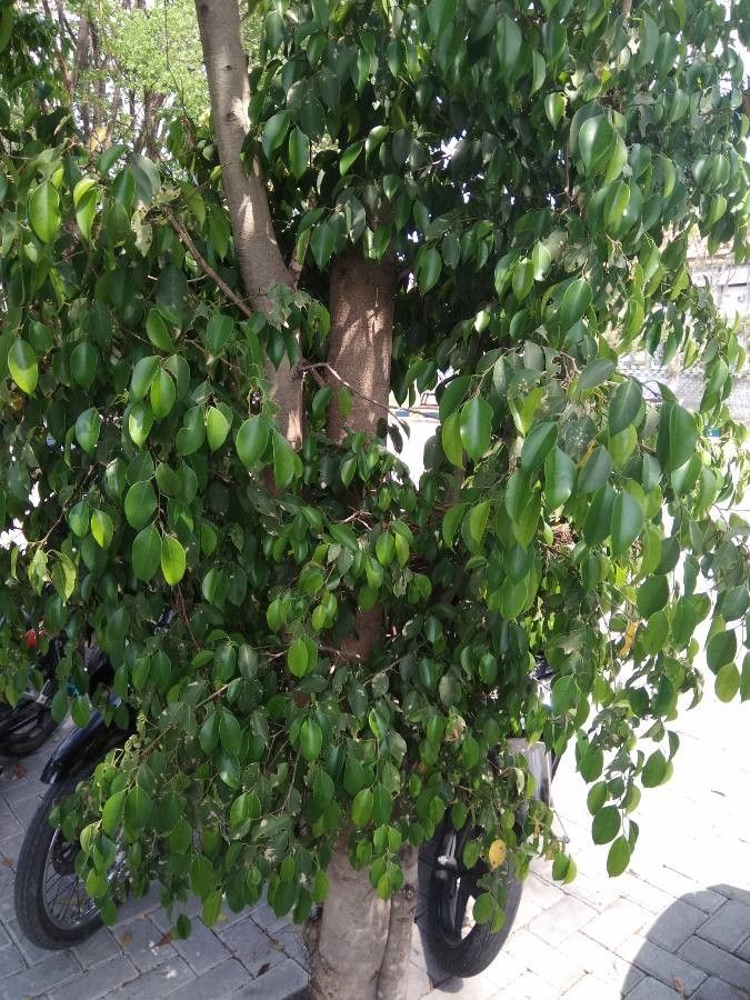 Ficus abscondita leaf