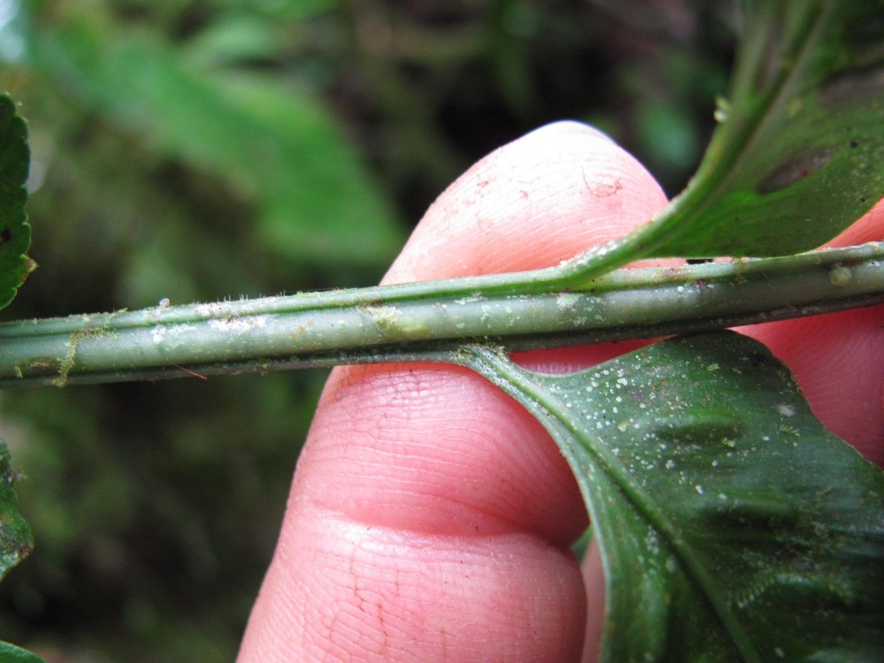 Asplenium feei other