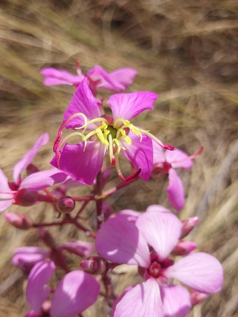 Dichaetanthera articulata — related species from the same genus
