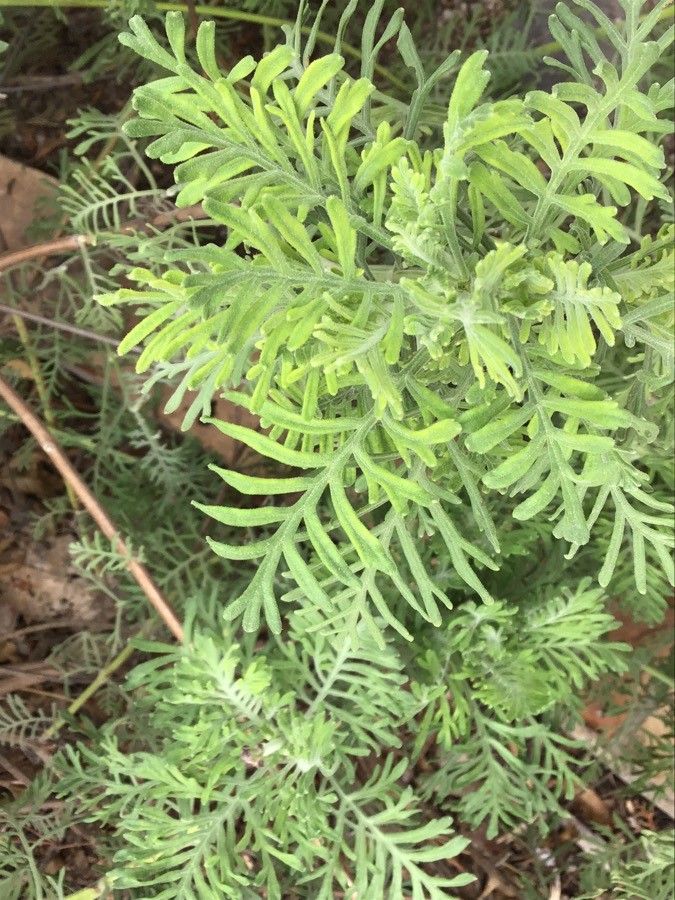 Lavandula minutolii — search result for 'Lavandula'