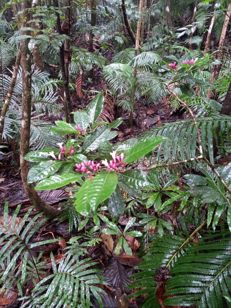 Psychotria gabrieliae — houseplant care guide