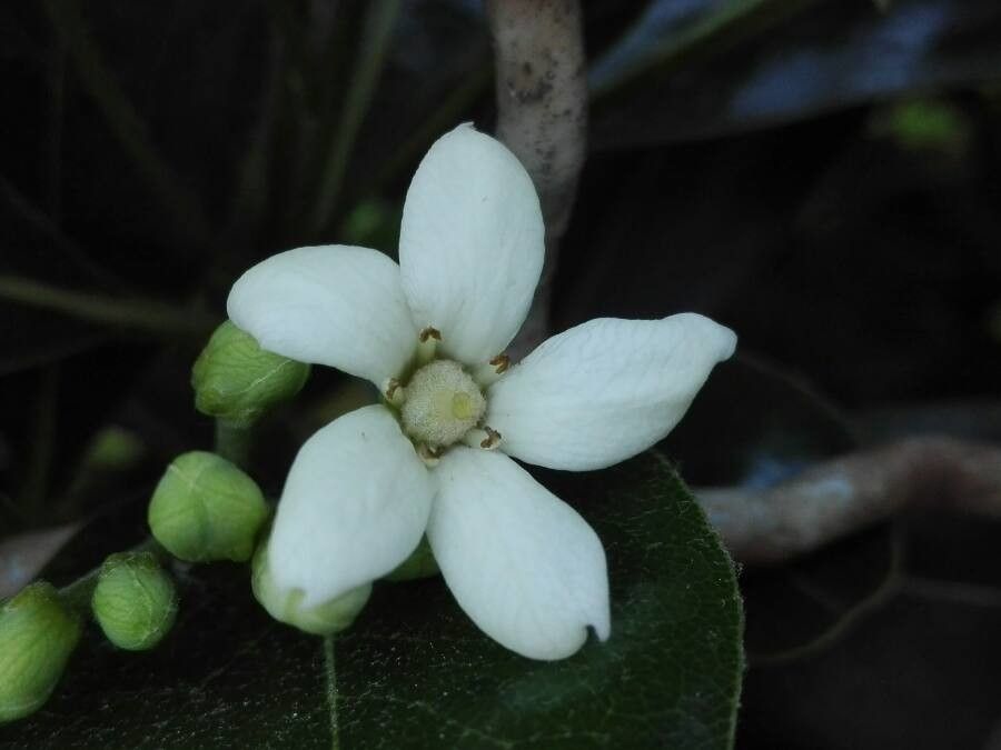 Pittosporum pronyense — search result for 'Pittosporum'