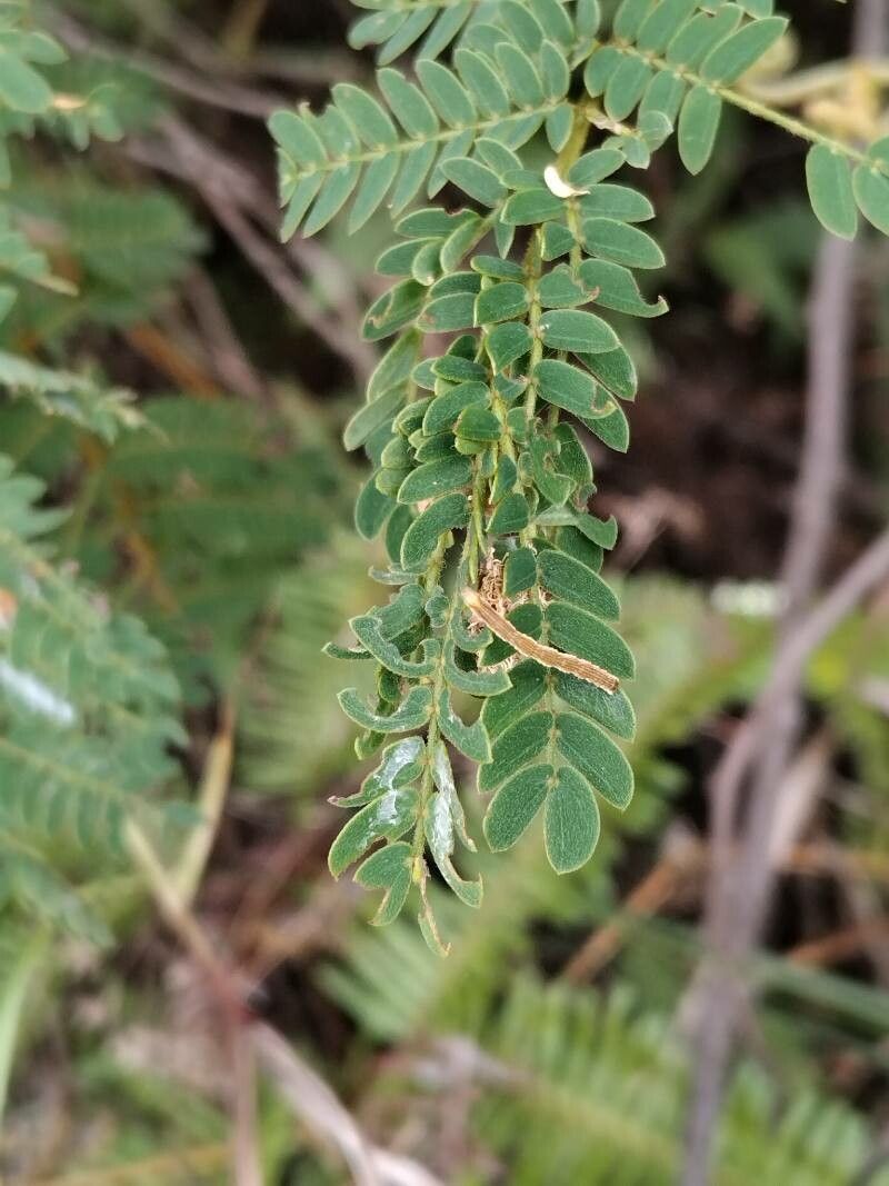 Mimosa latispinosa — search result for 'Mimosa'