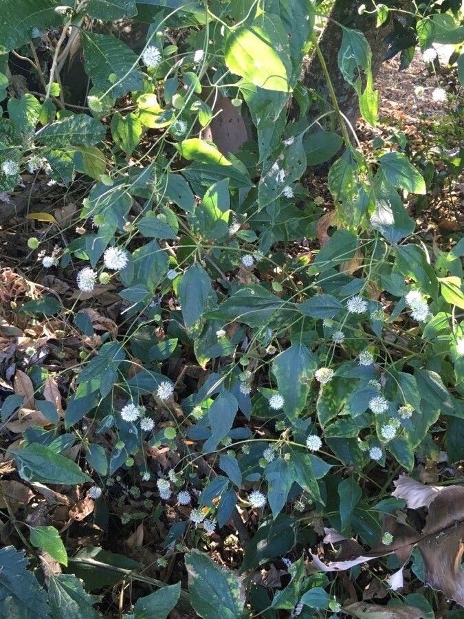 Melanthera nivea habit