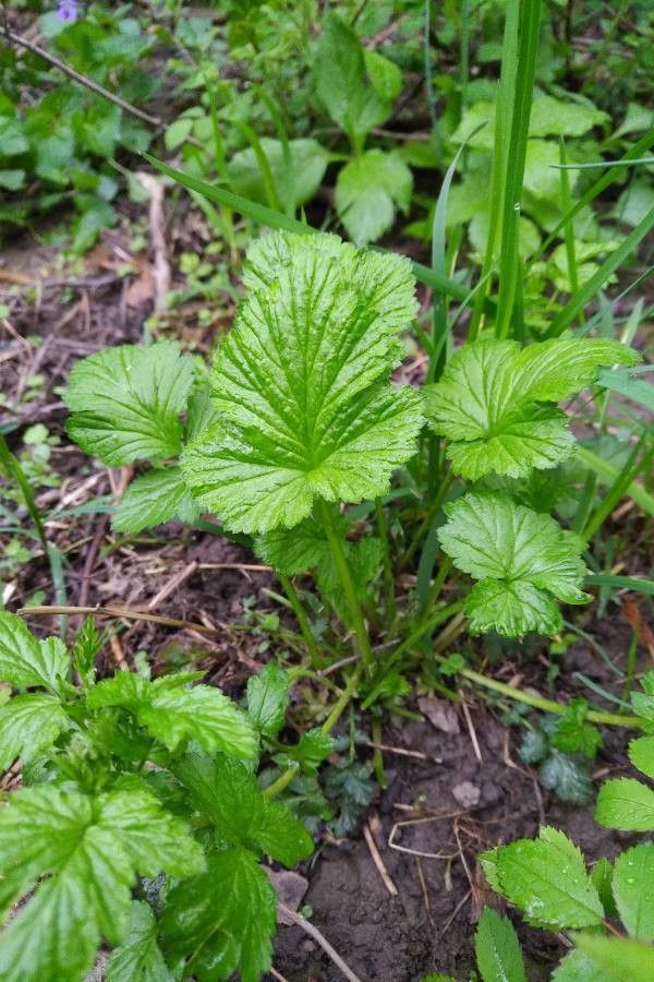 Geum virginianum habit