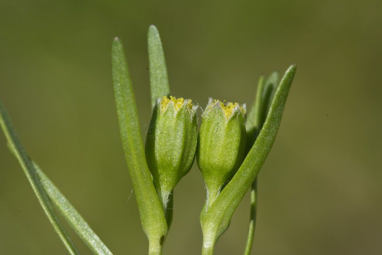 Lasthenia glaberrima fruit
