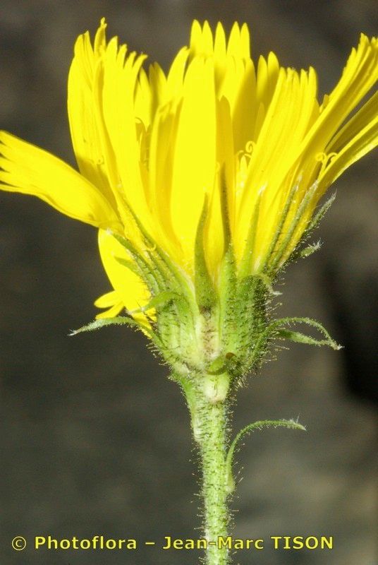Hieracium pseudocerinthe flower