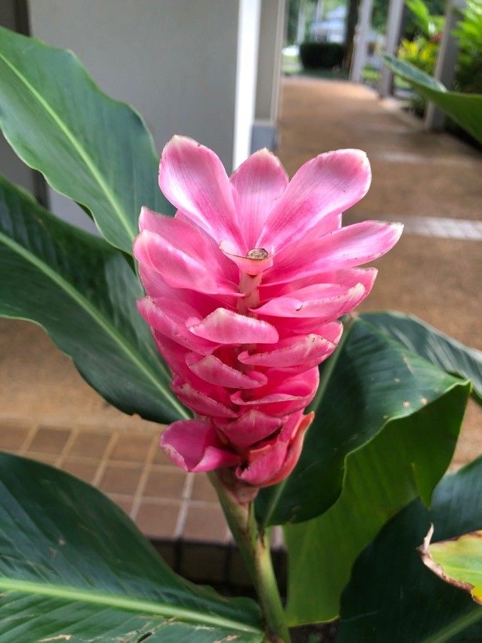 Alpinia purpurata flower